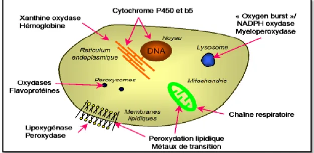 Figure 3 : Sites de production intracellulaire des ERO (Aïra, 2012) 