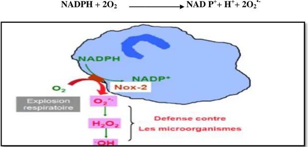 Figure 4 : La NADPH oxydase (Nox-2) des phagocytes (Cillard, 2011)