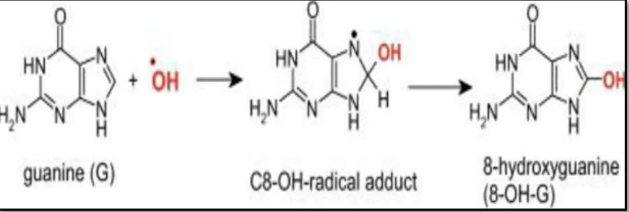 Figure 6 : La réaction de la base guanine avec le radical hydroxyle (Jomova et al.,  2011)