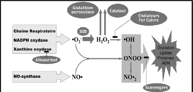 Figure 8 : Action des antioxydants au cours du métabolisme des dérivés réactifs de  l’oxygène (Chérifa, 2014) 