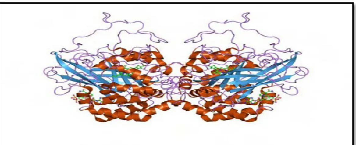 Figure 10 : Structure de la CAT (Skotheim, 1986) 