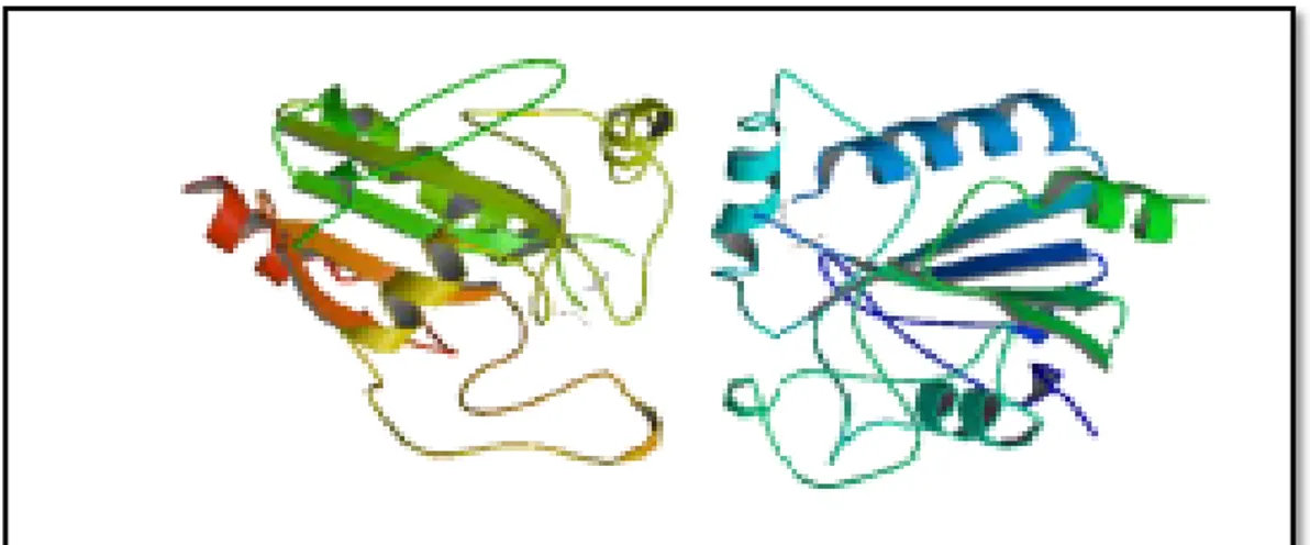 Figure 11:Structure de la Gpx (Lyons et al., 1990)