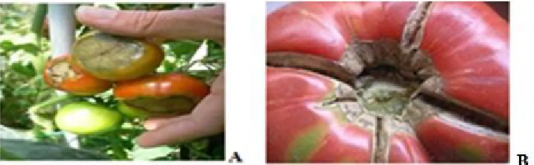 Figure 08 : Les contraintes abiotiques de la tomate. A : nécroses apicales sur tomate 