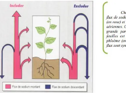 Figure  12 : Schématisation du bilan de la circulation du sodium dans les plantes includer  ou excluder (LEVIGNERON et al., 1995)