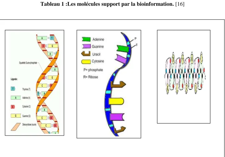 Tableau 1 :Les molécules support par la bioinformation. [16] 