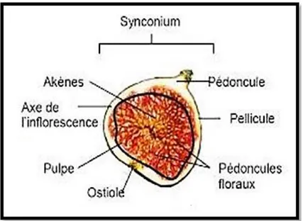 Figure 2 : Coupe transversale d’une figue (Deborah et Stéphanie, 2008). 