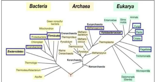 Figure 4: Arbre du vivant et la distribution de microorganismes halophiles dans l'arbre            (Oren,  2008)
