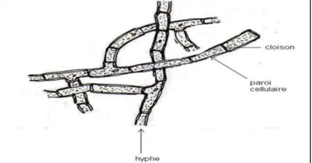 Figure 5: Structure d’un hyphe et son développement vers la formation d’un mycélium         (Chabasse et al., 2002)