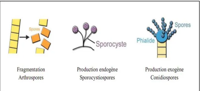 Figure 8 : Les différents modes de sporulation et les différents types de spores associées  (Barnett et Hunter 1998)