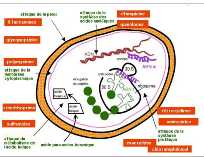 Figure 04 : Mode d’action des antibiotiques (in Meziani, 2012 ; Mammeri, 2013). 