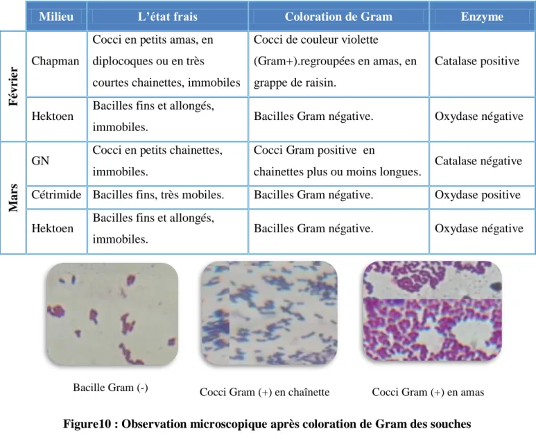 Tableau 06 : Résultats de l’état frais et la coloration de Gram et les enzymes  respiratoires