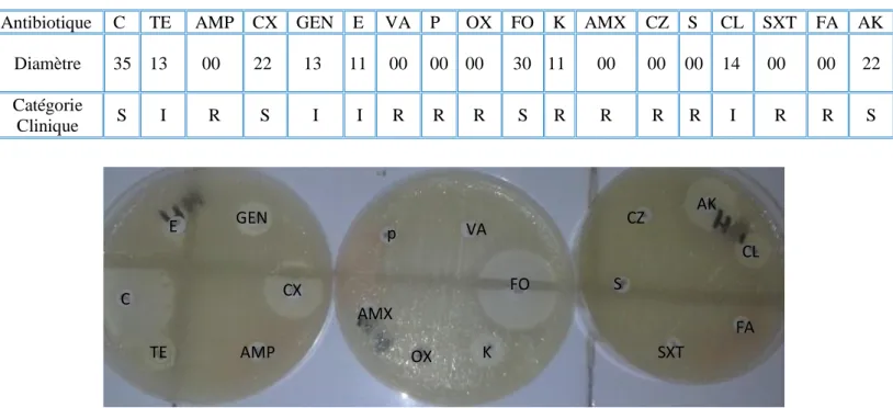 Tableau 12: Résultat de l’antibiogramme pour Klebsiella oxytoca prélevé à partir de  la Paillasse (K1)