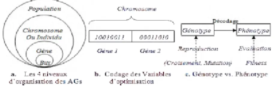Figure 1.4 – Les concepts principaux utilisés dans les algorithmes génétiques – Le fonctionnement des AGs est montré dans l’algorithme 1.