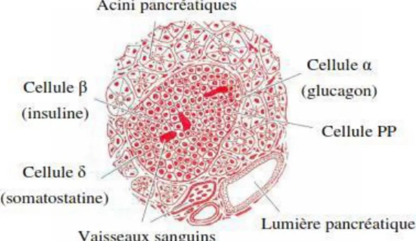 Figure 01 : structure du pancréas (Laverdet, 2011). 