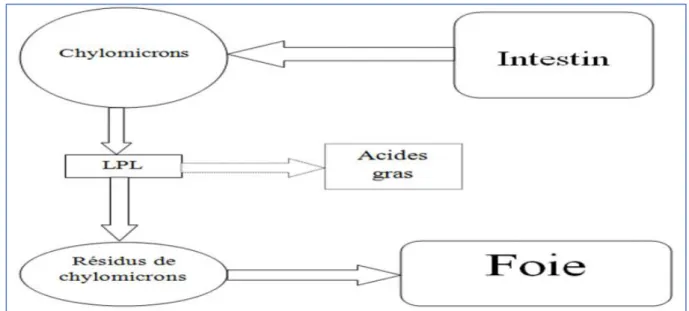 Figure 05 : la voie exogène des lipides (Dallongeville, 2001). 