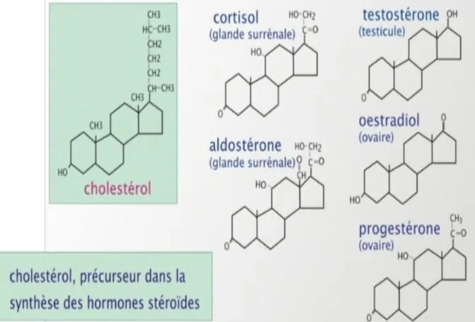 Figure 08 : Cholestérol en tant que précurseur d’hormones (d’après Raes, 2011). 