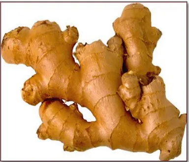 Figure 2 : Rhizome du gingembre [2] 