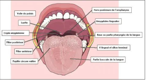 Figure 2 : Anatomie de la bouche [4]. 