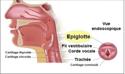 Figure 6 : Anatomie du larynx (Coulibaly, 2017). 