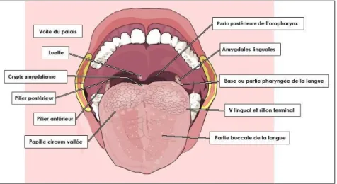 Figure 2 : Anatomie de la bouche [4]. 