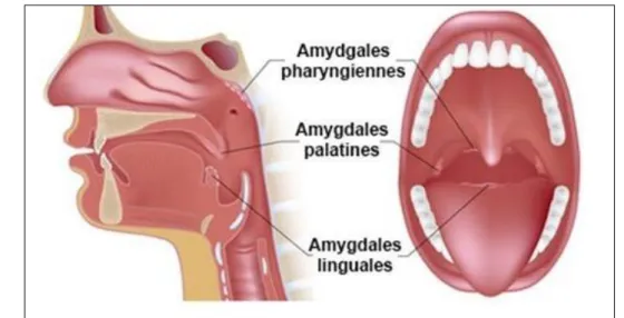 Figure 7 : Anatomie des amygdales [11]. 