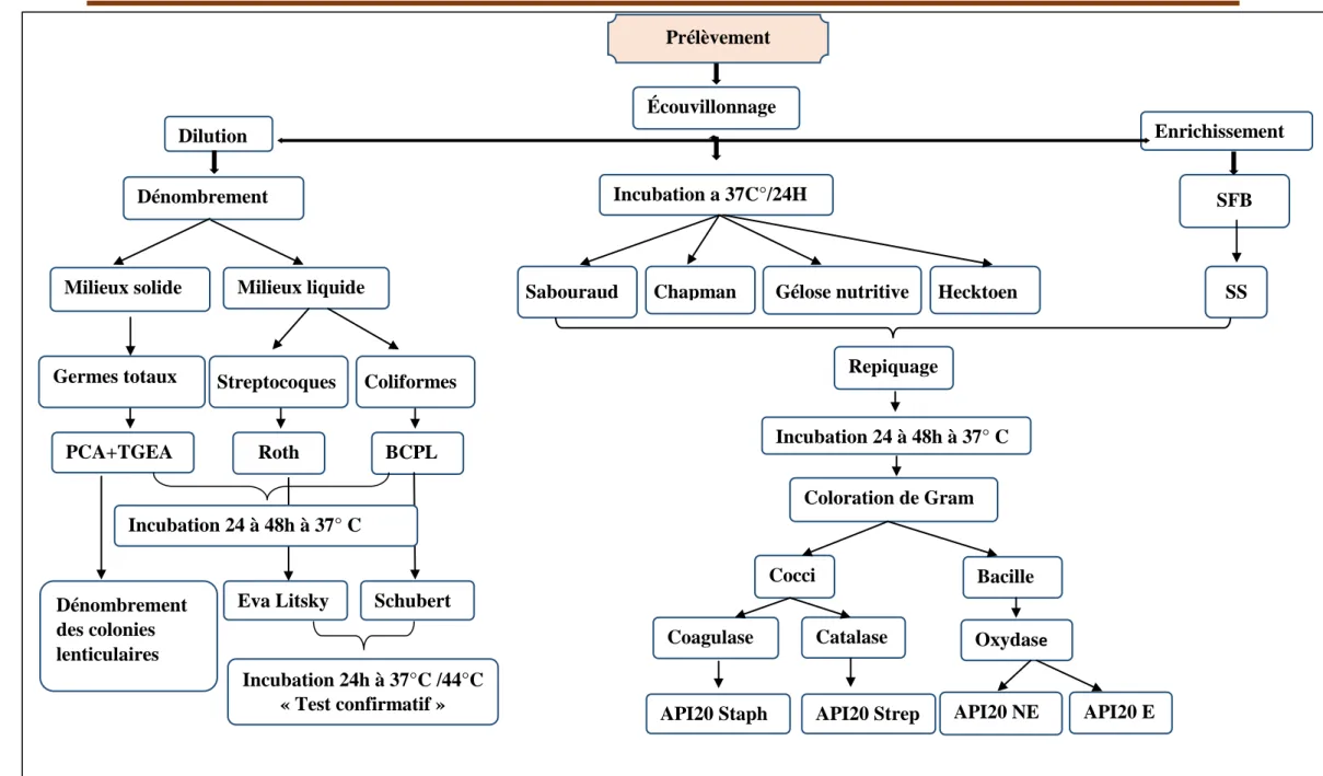 Figure 7. Schéma représentatif du protocole du travail Écouvillonnage 