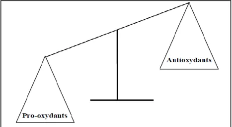 Figure 03 : Déséquilibre de la balance entre anti-oxydants et pro-oxydants   (Madièye G, 2007)