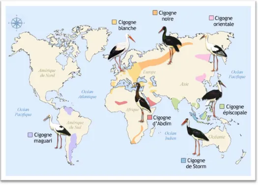 Figure 01 : Répartition géographique de différentes espèces de la cigogne. 