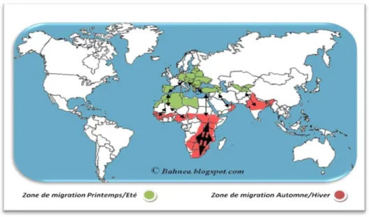 Figure 06: Les zones de migration da la cigogne blanche (Ciconia ciconia ciconia) dans  le monde