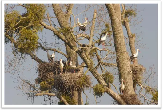 Figure 08: Répartition des nids de la cigogne blanche sur une enfourchure de branches