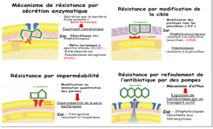 Figure 4 : Les différents mécanismes  de résistance bactérienne aux antibiotiques  (Gerard et al., 2011)