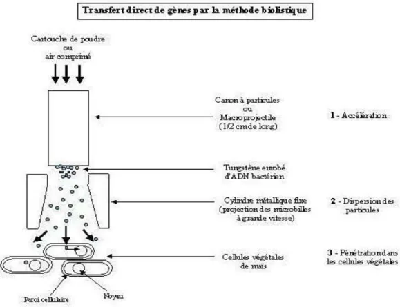 Figure 2: La technique de la Biolistique.[4] 
