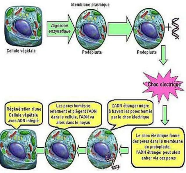 Figure 4:La technique de L’électroporation [5] 