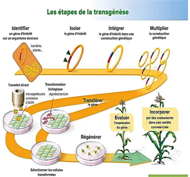 Figure 5:Les étapes de la transgénèse. [10] 