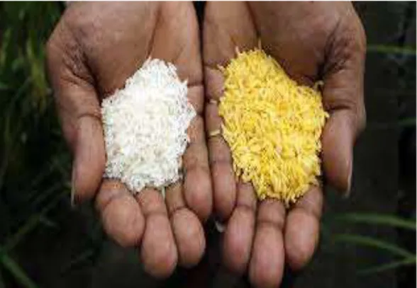 Figure 9: Le riz doré et le riz blanc. [19] 