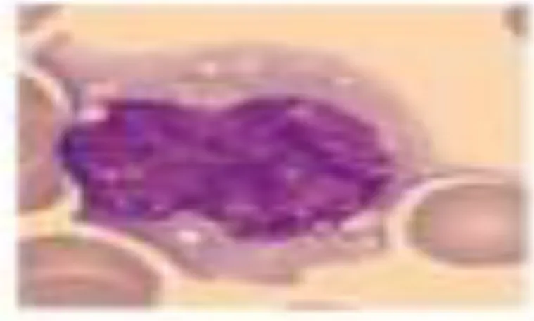 Fig. 6: les monocytes en coloration de MGG (Benazzouz, 2014). 