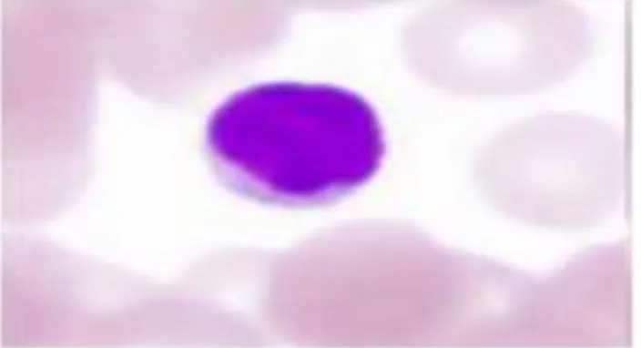 Fig. 9: lymphocyte en coloration de MGG (Koller, 2012). 