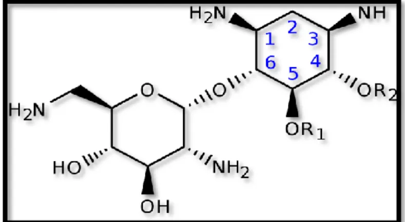 Fig. 24: Structure chimique du noyau central des aminosides [09].  
