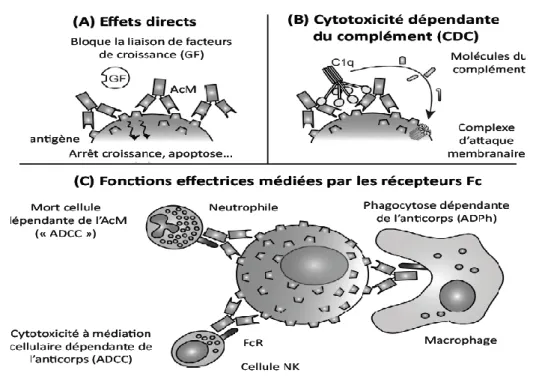 Figure 10 : Mécanismes effecteurs des anticorps monoclonaux (Aurélie, 2015). 