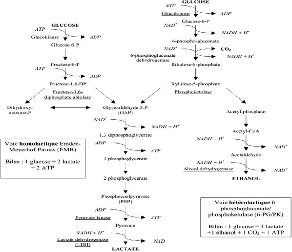 Figure 2: Principales voies cataboliques du glucose chez les bactéries lactiques (Hammi,  2016).