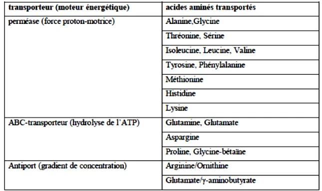 Tableau 1: Systèmes de transports dřacides aminés identifiés chez les BL.