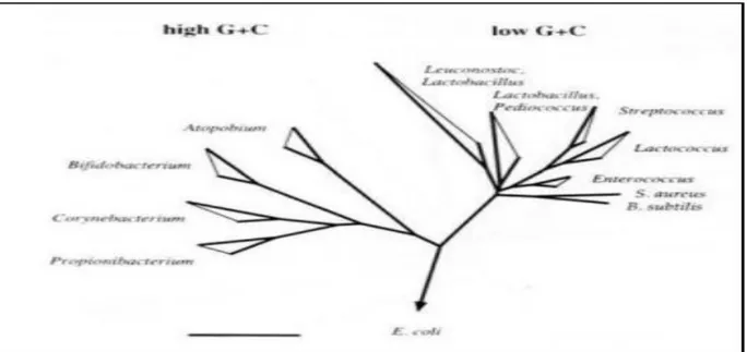 Figure 3: Arbre phylogénétique des bactéries Gram positives basé sur la comparaison des  séquences de lŘARNr 16S