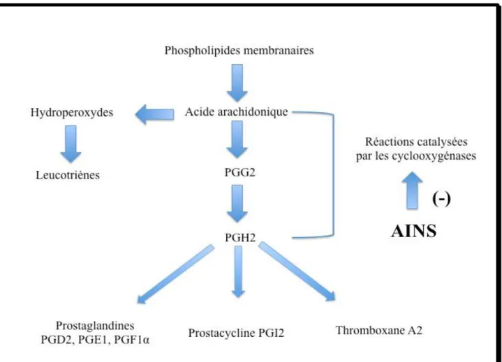 Tableau 03: Principaux glucocorticoides (Henzen, 2003)