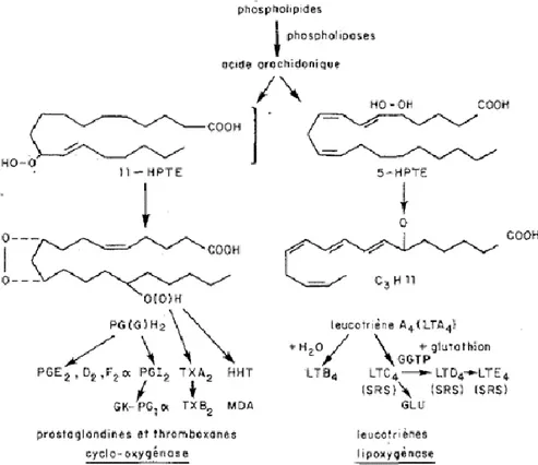 Figure 03 : Les deux voies métaboliques de l'acide arachidonique (Boyer, 1983) 