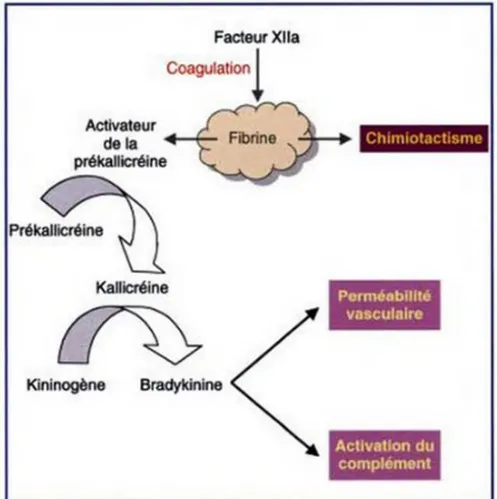 Figure 05 : Activateurs de la voie des kinines (Weill &amp; Batteux, 2003) 