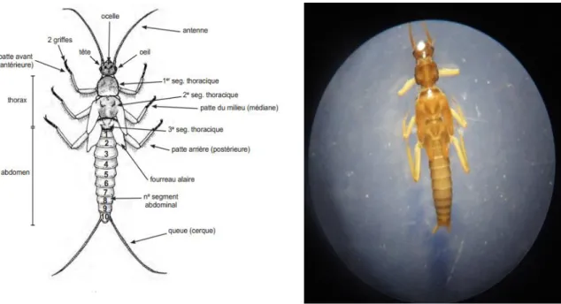 Figure 2.4 : Morphologie générale des larves des plécoptères (Moisan, 2010) 