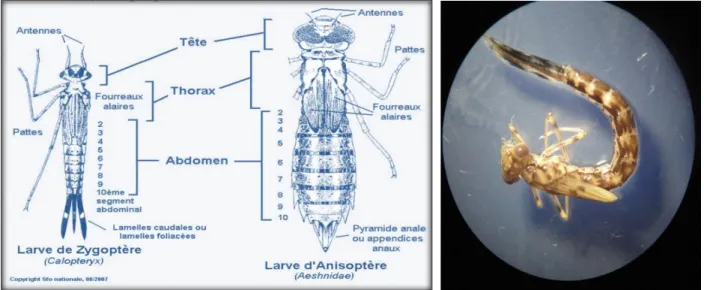 Figure  2.8 :  Morphologie  générale  des  larves  d’Odonates  (Société  générale  d’otonatologie,  2007  in  Bouchelaghem, 2008)