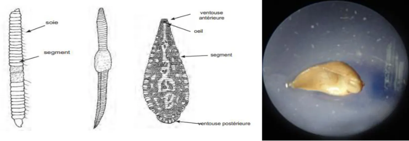 Figure 2.10 : Morphologie générale des larves d’Oligochètes et d’Achète (Moisan, 2010)  2.1.4.6.10  Les Mollusques 