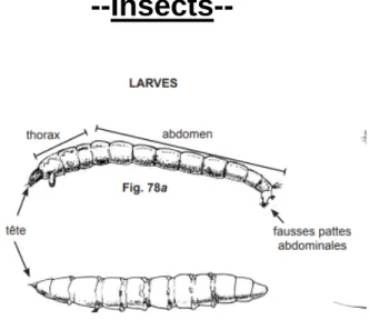 Fig. 1.2. Ephéméroptères (larve) (Mary,2000) 