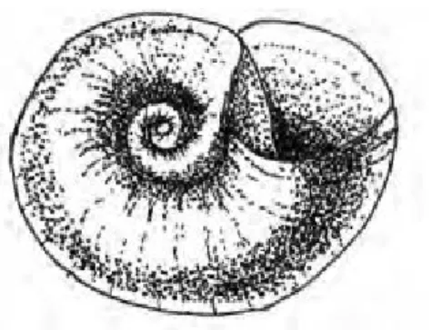 Fig. 1.12. Gastéropodes  (Moisan, 2010) 